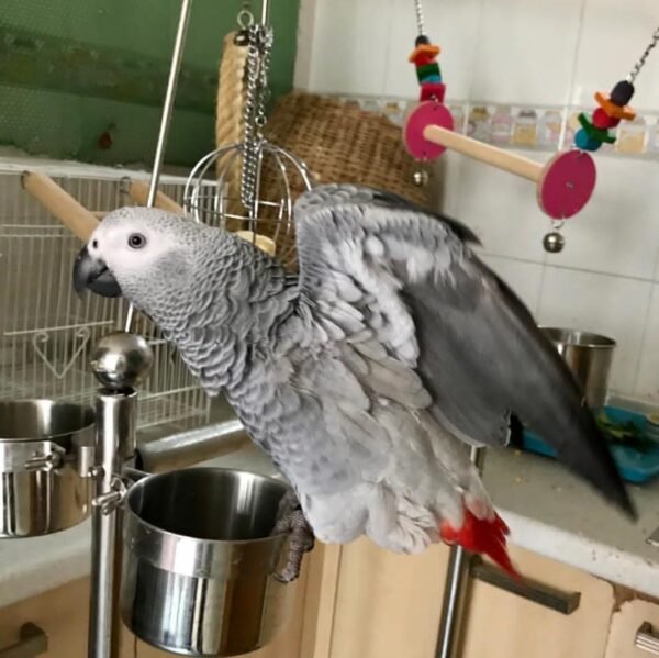 African grey.