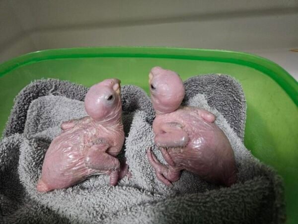 White Bellied Caiques