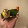 Caique Baby Parrots