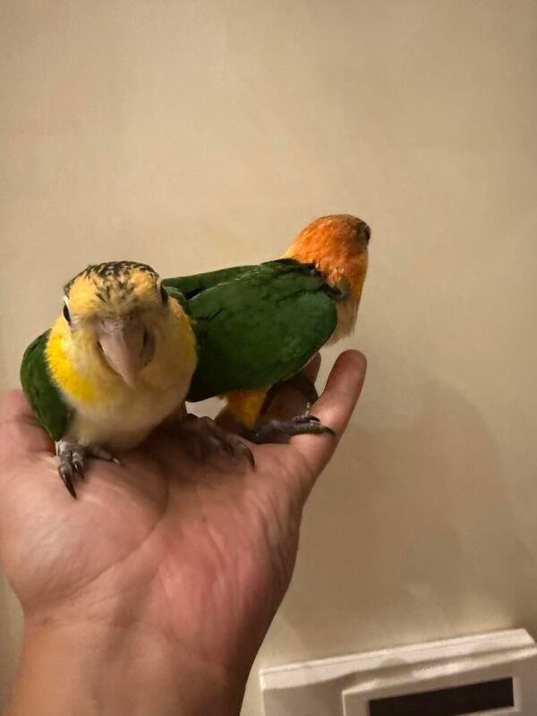 Caique Baby Parrots