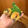Caique Baby Parrots