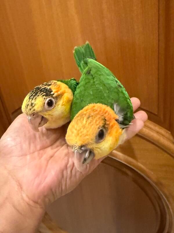 Caique Baby Parrots