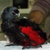 oopoiuyjklj Buy Dracula Parrots Online