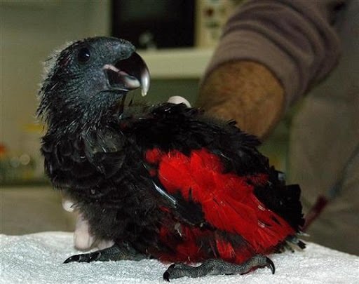 oopoiuyjklj Buy Dracula Parrots Online