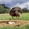 Buy Ostrich Eggs Online