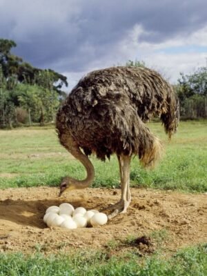 Buy Ostrich Eggs Online