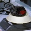 otoyyrngmbl Buy Dracula Parrots Online