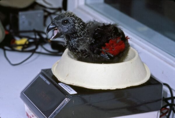 otoyyrngmbl Buy Dracula Parrots Online
