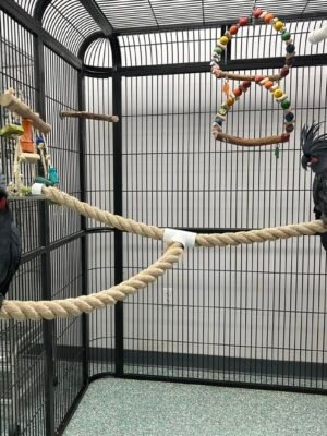palm cockatoo
