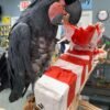 palm cockatoo