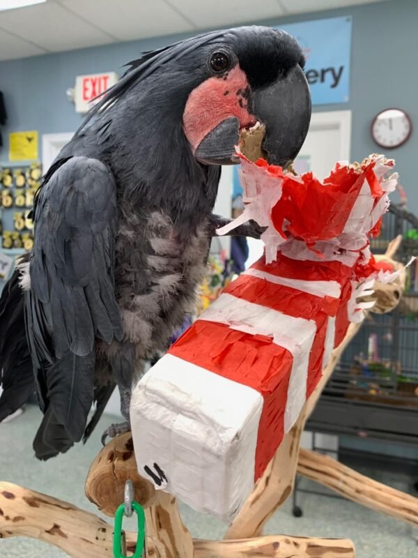 palm cockatoo