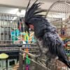 palm cockatoo