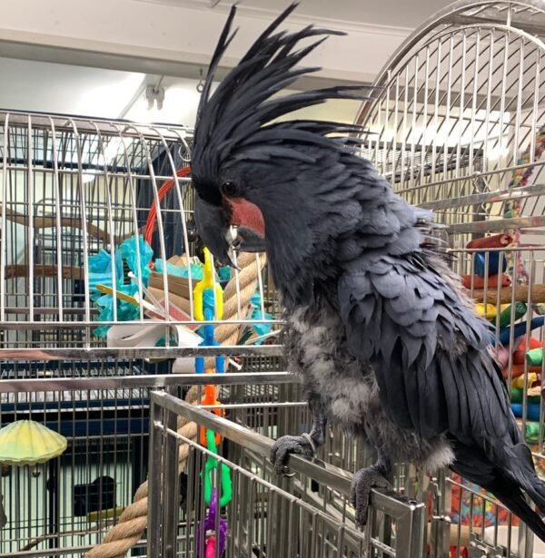 palm cockatoo
