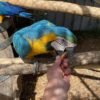 Blue & Gold Macaws Parrots for Sale