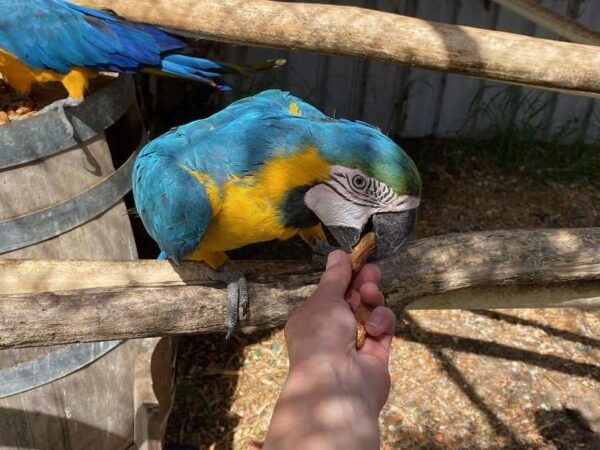 Blue & Gold Macaws Parrots for Sale