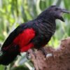 M&F Pesquet’s Parrot ready for their New Home
