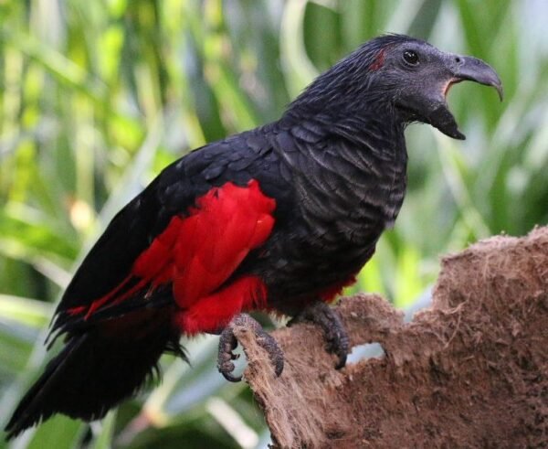 M&F Pesquet’s Parrot ready for their New Home