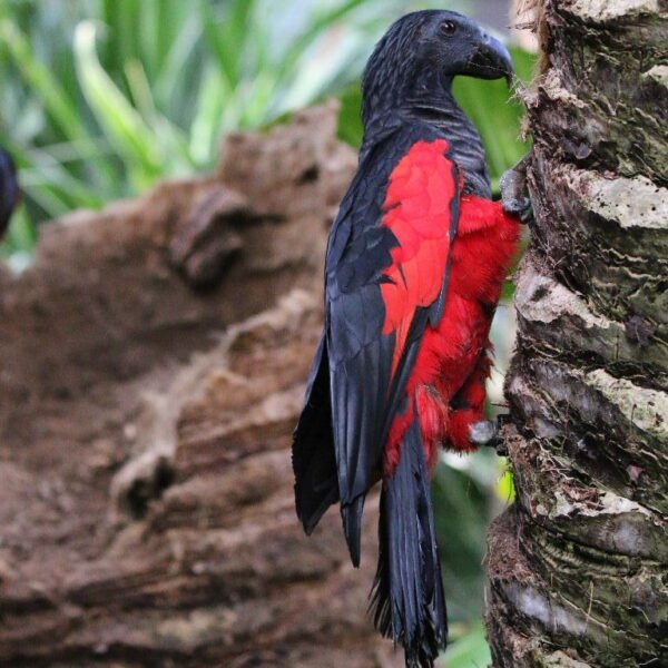 M&F Pesquet’s Parrot ready for their New Home
