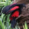 M&F Pesquet’s Parrot ready for their New Home