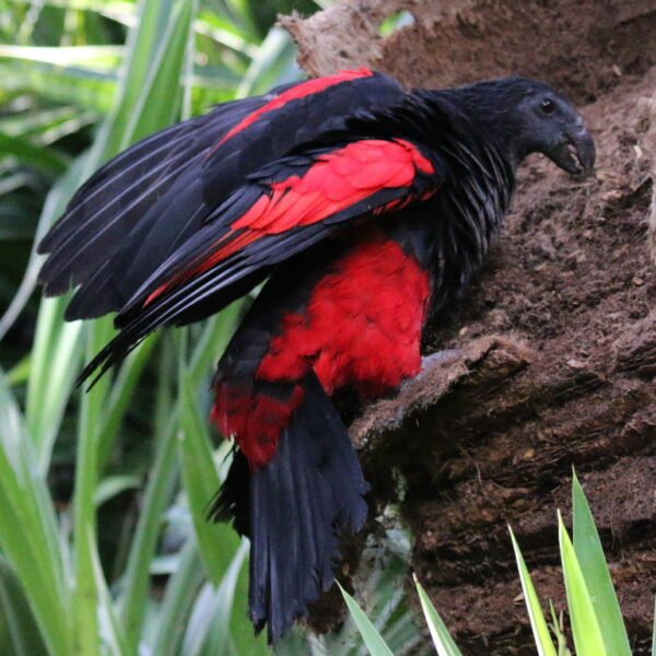M&F Pesquet’s Parrot ready for their New Home