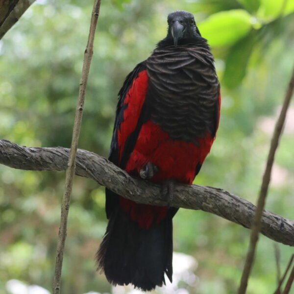 M&F Pesquet’s Parrot ready for their New Home