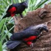 M&F Pesquet’s Parrot ready for their New Home