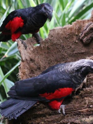 M&F Pesquet’s Parrot ready for their New Home