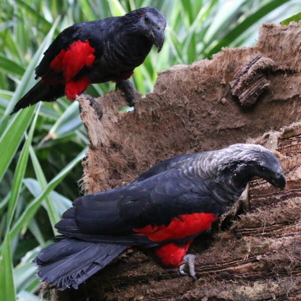 M&F Pesquet’s Parrot ready for their New Home