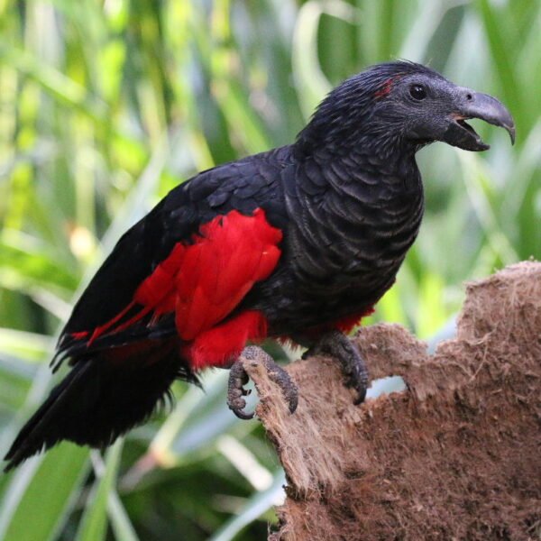 M&F Pesquet’s Parrot ready for their New Home