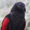 M&F Pesquet’s Parrot ready for their New Home