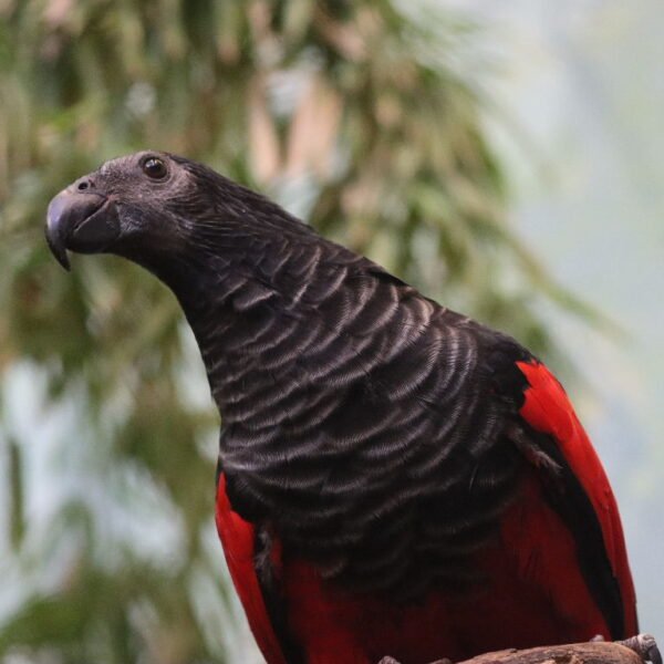 M&F Pesquet’s Parrot ready for their New Home
