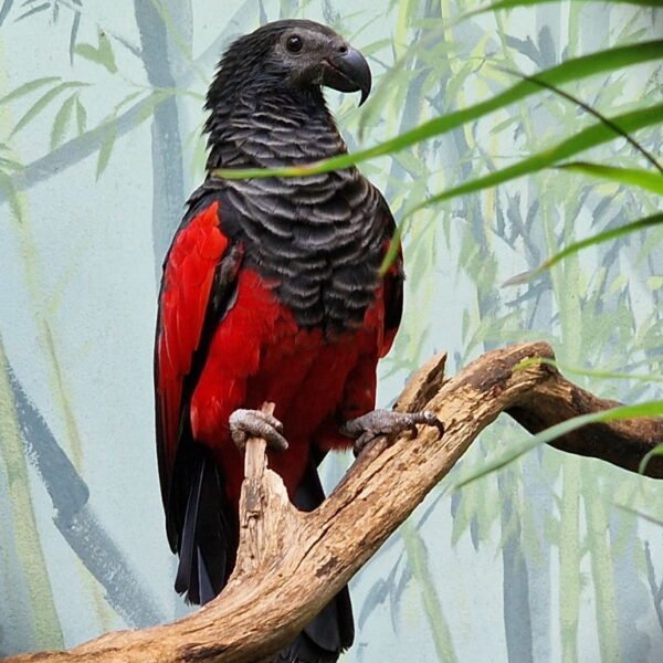 M&F Pesquet’s Parrot ready for their New Home