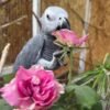 African Grey Parrots For Sale-(Aponini)