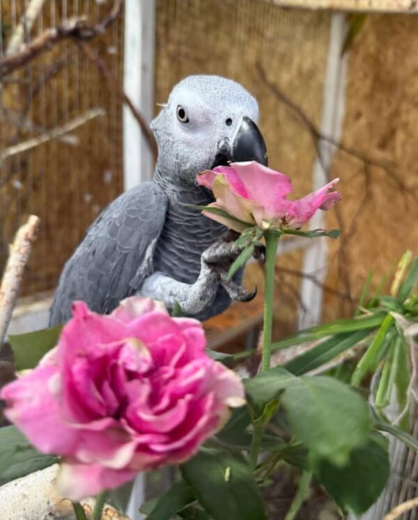 African Grey Parrots For Sale-(Aponini)