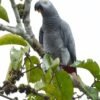 African Grey Parrots For Sale-(Aponini)