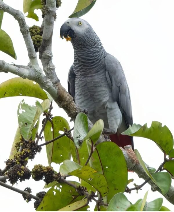 African Grey Parrots For Sale-(Aponini)