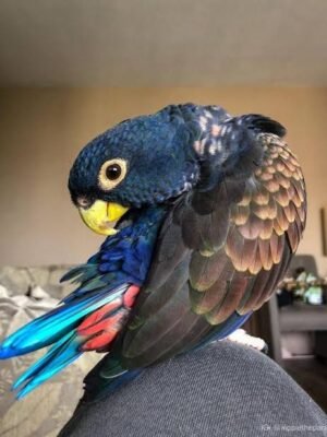 Bronze Winged Pionus Parrot for sale