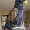 Bronze Winged Pionus Parrot for sale