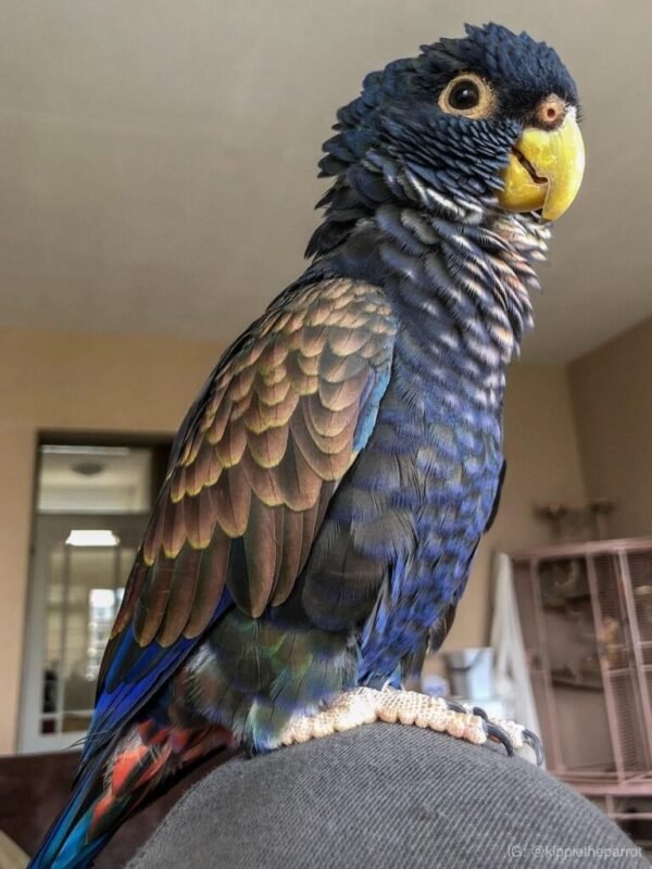 Bronze Winged Pionus Parrot for sale