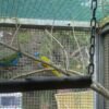 rainbow lorikeet 1