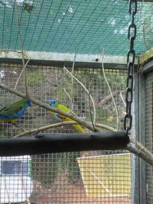 rainbow lorikeet 1