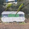 rainbow lorikeet
