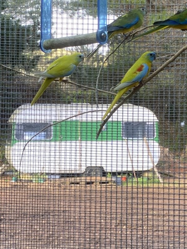 rainbow lorikeet