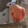 Red Factor African Grey Parrots- Red Factor African Grey Parrots-