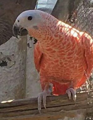 Red Factor African Grey Parrots-