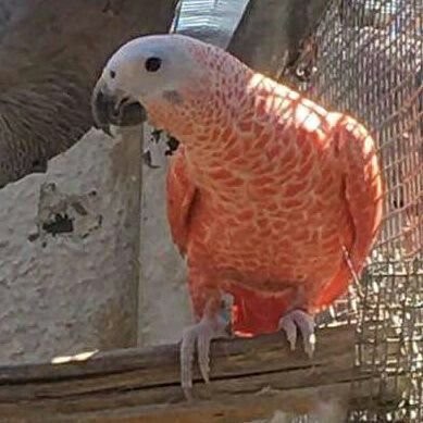 Red Factor African Grey Parrots- Red Factor African Grey Parrots-