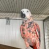 Red Factor African Grey Parrots- Red Factor African Grey Parrots-