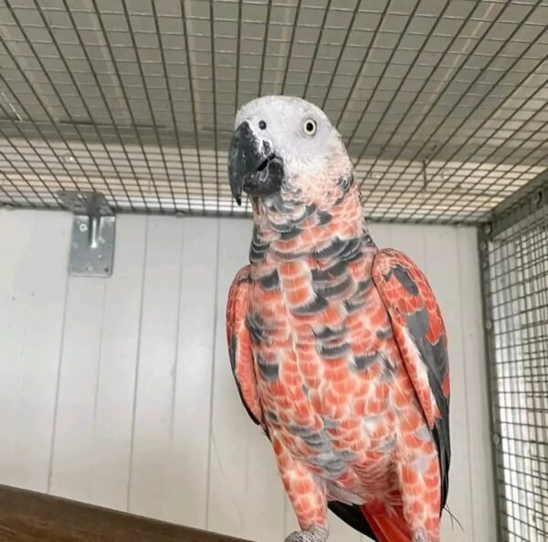Red Factor African Grey Parrots- Red Factor African Grey Parrots-