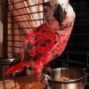 Red Factor African Grey Parrots- Red Factor African Grey Parrots-
