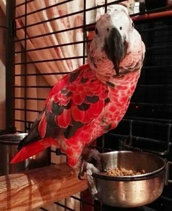 Red Factor African Grey Parrots- Red Factor African Grey Parrots-